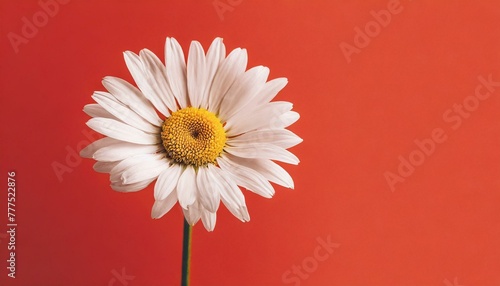 Beautiful chamomile daisy flower on neutral red background. Minimalist floral concept with copy space. Creative still life summer, spring background
