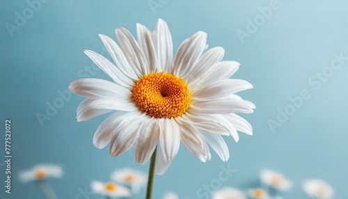 Beautiful chamomile daisy flower on neutral blue background. Minimalist floral concept with copy space. Creative still life summer  spring background