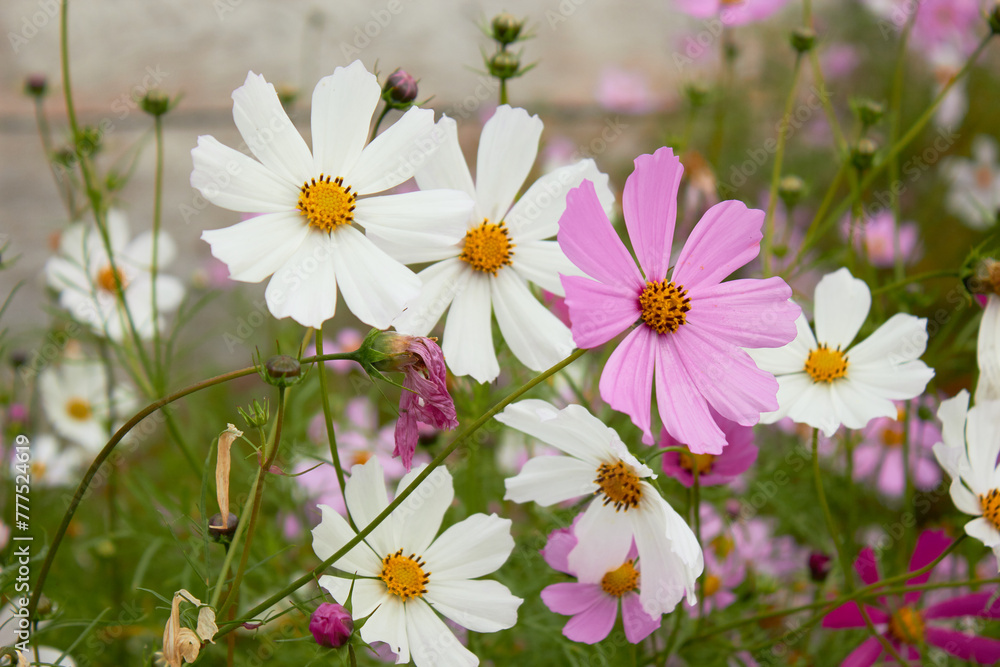 Cosmos flower (Cosmos Bipinnatus). Meadow summer flowers. Beautiful summer background.
Cosmos flower (Cosmos Bipinnatus). Meadow summer flowers. Beautiful summer background.