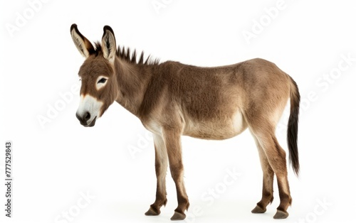 Donkey facing camera isolated on white