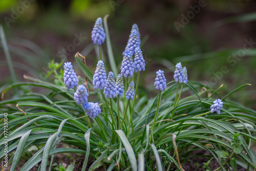 Photos Muscari armeniacum Valerie Finnis ornamental springtime flowers in bloom, Armeni