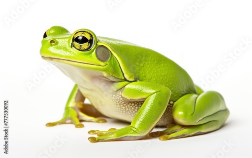 Vibrant green tree frog sitting still