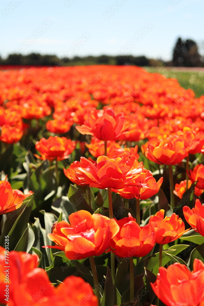 Champs de Tulipe Champs de Tulipe