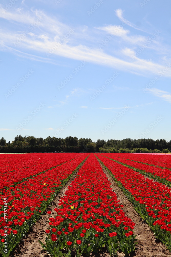 Champs de Tulipe