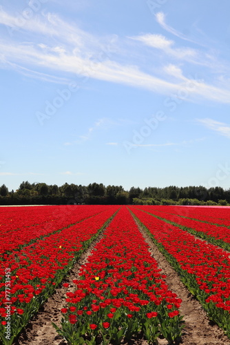 Champs de Tulipe