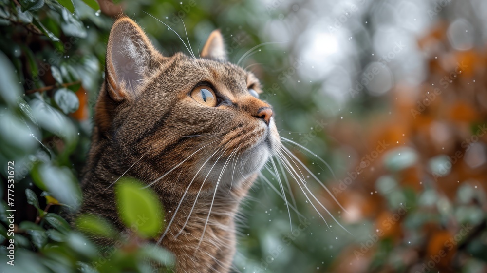   A tight shot of a feline gazing at something aloft, surrounded by hazy trees and foliage