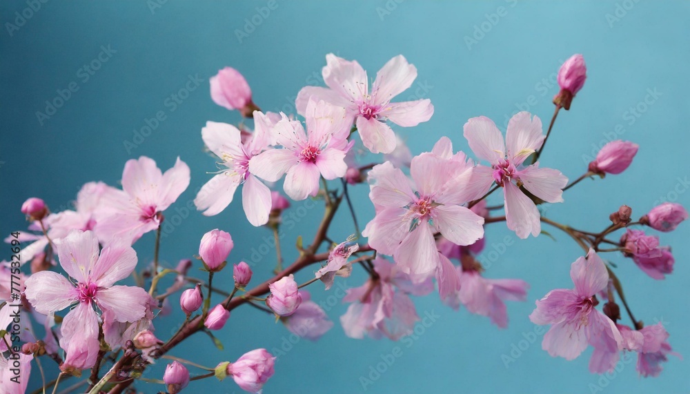 Pink flowers on blue background 