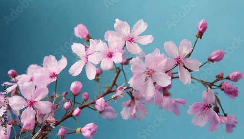 Pink flowers on blue background 