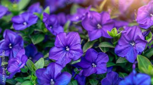 Beautiful blue periwinkles bloom in a flowerbed in the garden. Floral background. © Tanya