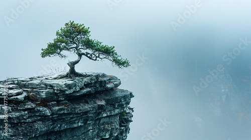 A lonely, weathered pine tree holds on stubbornly. photo