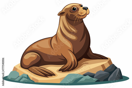  the sea lion basking on the rocks white