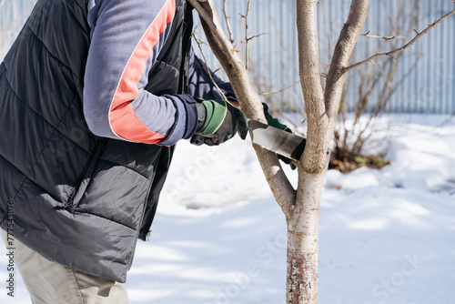 senior man in a vest and gardening gloves saws off branches of a fruit tree in the garden in early spring. High quality photo