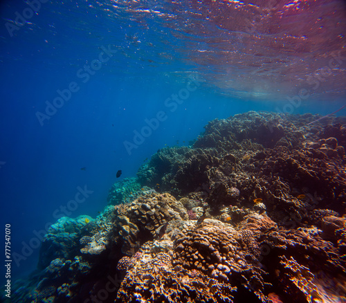 Underwater view of the coral reef with fishes and corals.
