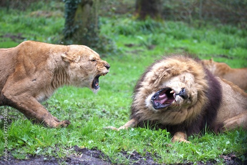 Lioness roars at male Lion
