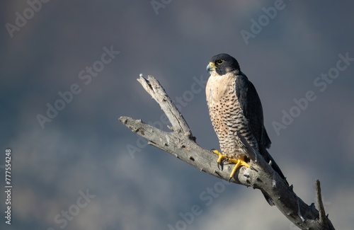 Peregrine falcon perched on a bare branch against dramatic clouds in the background