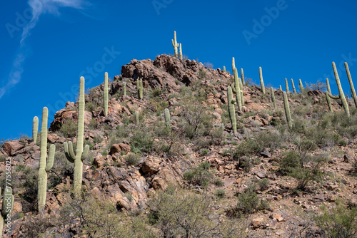 Saguaro cactus on the Yetman Trail - Tucson Arizona photo