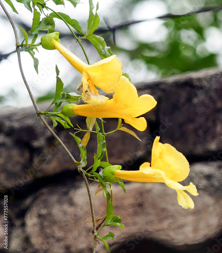 Dolichandra unguis-cati beautiful yellow flowers photo