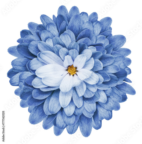 Blue  chrysanthemum flower  on  isolated background with clipping path. Transparent background.  Closeup.
