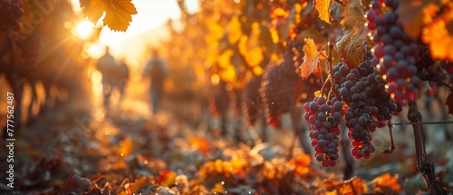 Sprawling Vineyard at Harvest Time with Workers in the Fields photo