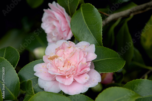 London, UK, 4 March 2024: Close up of rose flower, soft and delicate floral backgroun