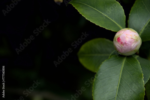 London, UK, 4 March 2024:  Rose gallica Duchesse de Montebello known as rosa Prolifera de Redoute in British park photo