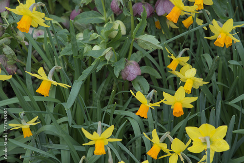 London, UK, 4 March 2024: Close up taken on a bright, sunny day in spring time, of yellow daffodils growing in the grass. Narcissus and snowdrop in natural garden