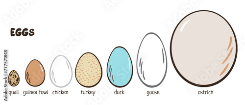 Eggs color set. Chicken, quail, duck, turkey, goose, duck, ostrich. Different egg sizes collection. Bird eggs. Vector design element for book illustration, poster, package design. Spotted, solid eggs