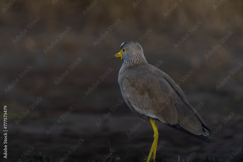 African wattled lapwing (Vanellus senegallus) African wattled lapwing (Vanellus senegallus)