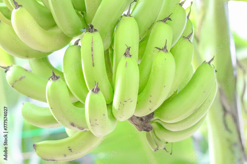 熱川バナナワニ園　未熟バナナ