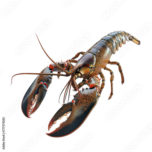 american lobster aquatic animal on isolated transparent background