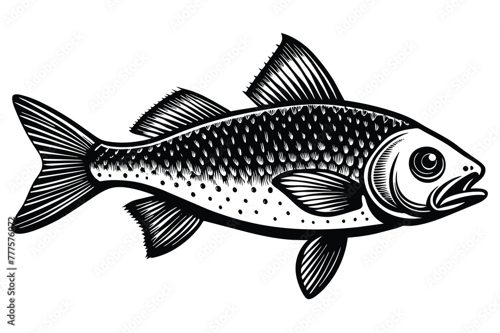 Atlantic croaker fish black and white vector Atlantic croaker fish black and white vector