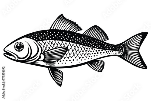 Atlantic croaker fish black and white vector