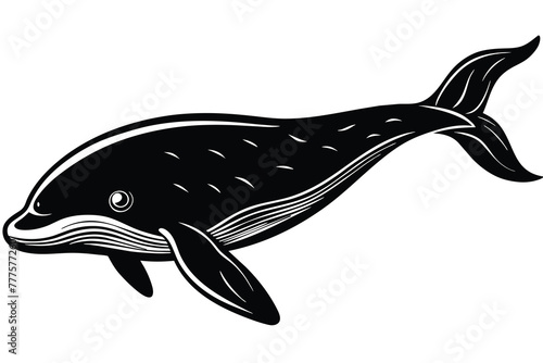 black and white beluga whale vector