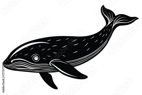 black and white beluga whale vector