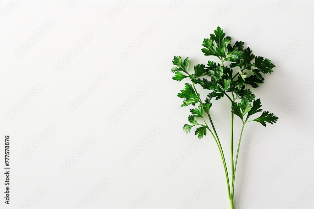 green parsley isolated on white background green parsley isolated on white background