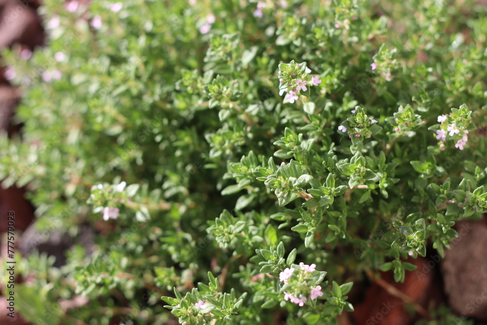 Plantes aromatiques Plantes aromatiques