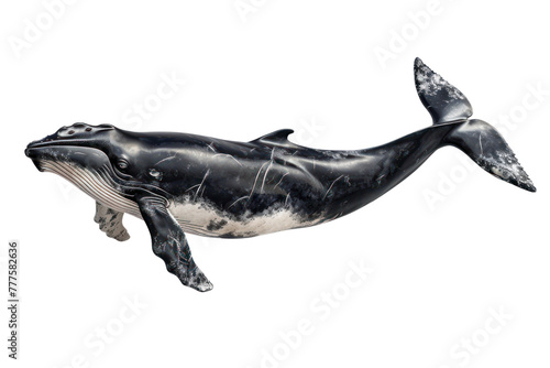 bow head whale aquatic animal on isolated transparent background