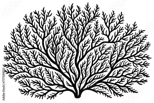 gorgonia vector