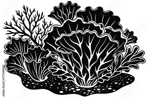 lettuce coral vector