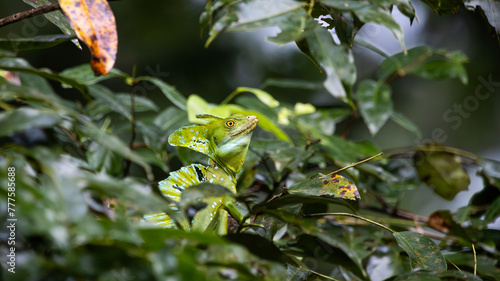 Green basilisk hiding in a tree in Costa Rica