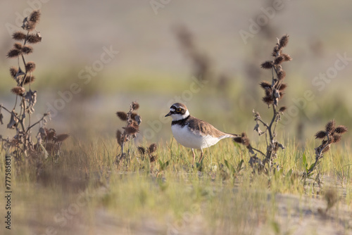 Little ringed plover, waders or shorebirds on the beach.