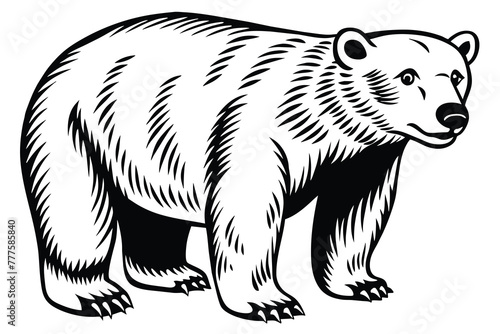 polar bear vector