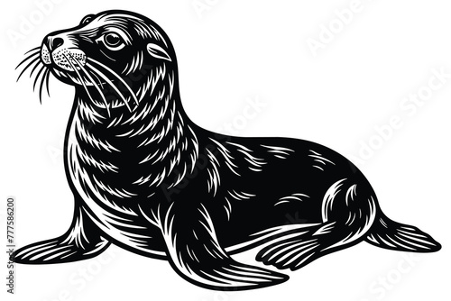 sea lion vector
