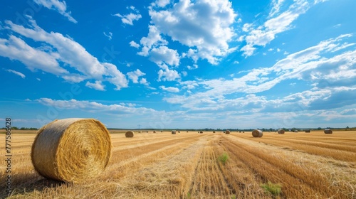 Hay bale. Agriculture field with sky. Rural nature in the farm land. Straw on the meadow. Wheat yellow golden harvest in summer. Countryside natural landscape. Grain crop, harvesting. photo