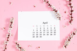 Flat lay, top view of paper desk calendar for April 2024, blooming tree branches with white flowers on isolated pastel pink background.