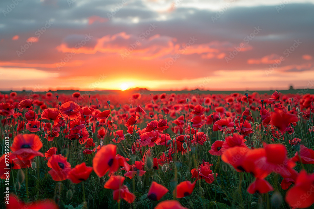 Field of red poppies with a sunset sky in the background, capturing the rural beauty of a peaceful evening
