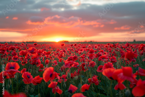 Field of red poppies with a sunset sky in the background  capturing the rural beauty of a peaceful evening