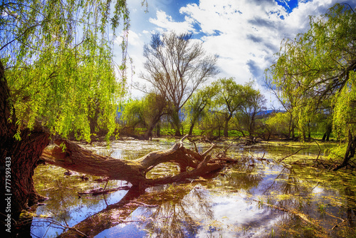 altes Holz im Wasser mit insekten