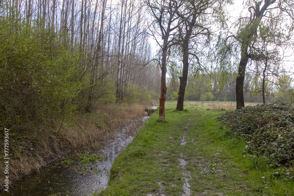 Fototapeta premium walk in the woods, rain ön river 
