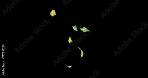 Yellow and Green leaves decorative wood flying with the wind slow motion isolated on black background
